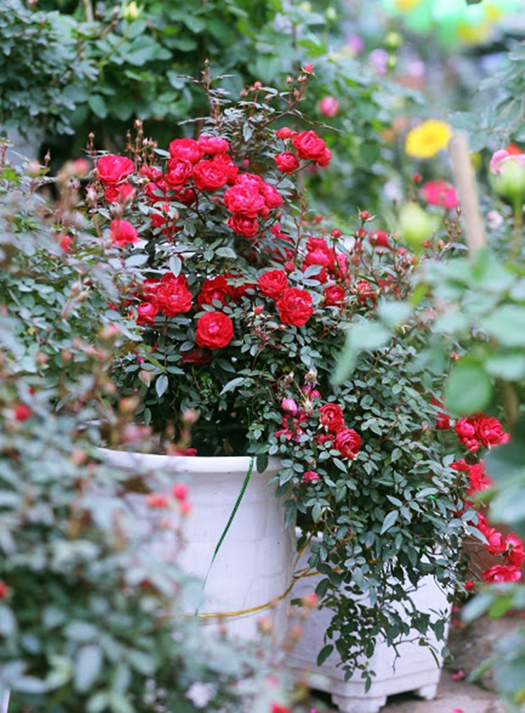 Theo các tiểu thương, những gốc hồng được bày bán ở đây nhập từ nhiều nơi về, cũng có gốc hồng cổ được đưa từ SaPa xuống. Hầu hết các gốc hồng đều đã được lên chậu một cách cẩn thận chờ thượng khách rước về chơi Tết cổ truyền.