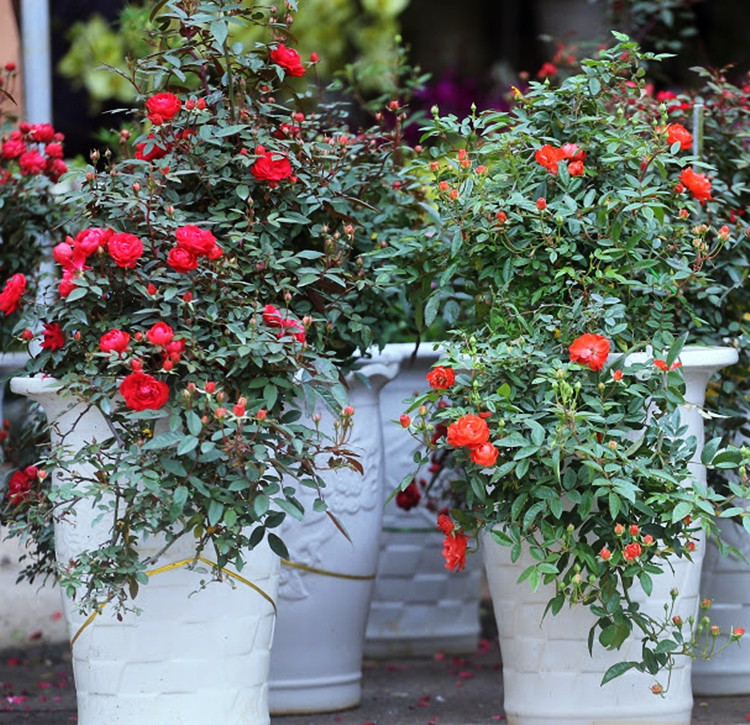 Những gốc hồng bày bán ở chợ hoa Vạn Phúc đang đua nhau nở hoa rực rỡ với nhiều màu sắc như: Đỏ, tím, hồng, vàng, xanh...