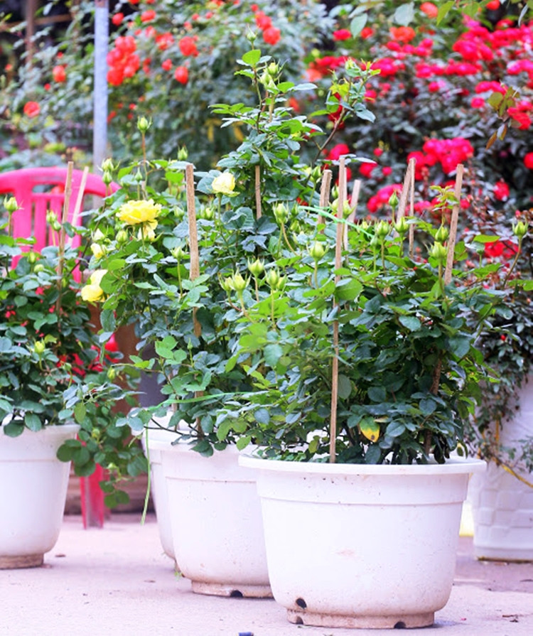 Một tiểu thương cho biết, giá hoa hồng năm nay được bán dao động từ 500 nghìn - 3,5 triệu đồng/chậu, tùy từng loại.