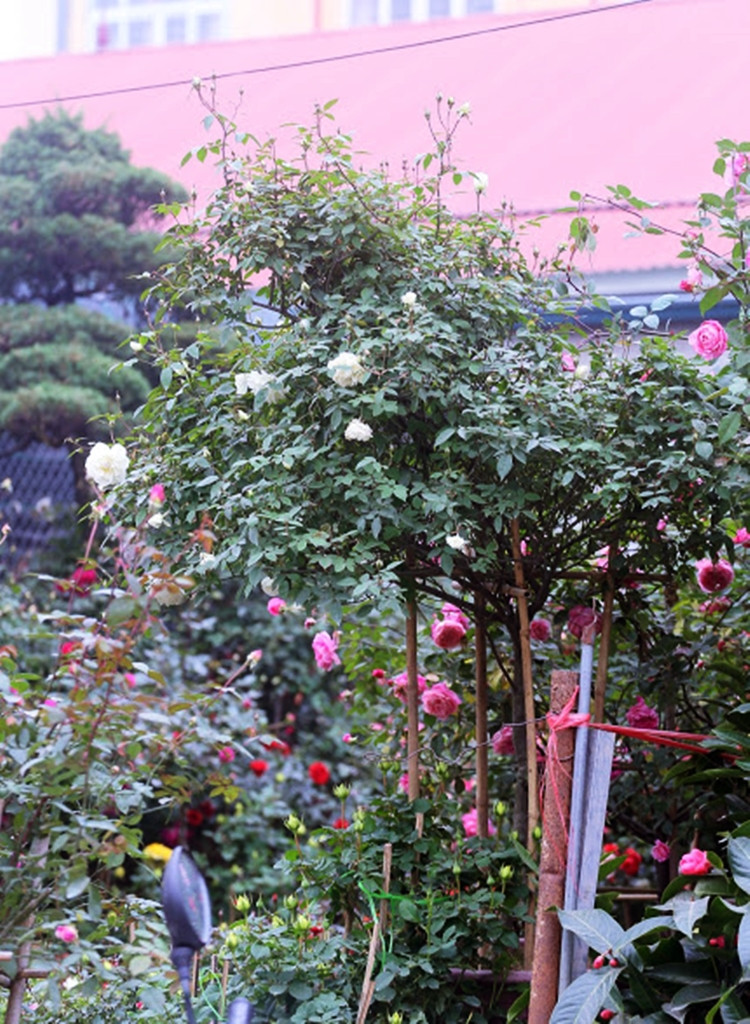 Tại khu chợ này cũng xuất hiện nhiều gốc hồng trắng có tuổi hàng chục năm, chiều cao trên 3m vô cùng cuốn hút.