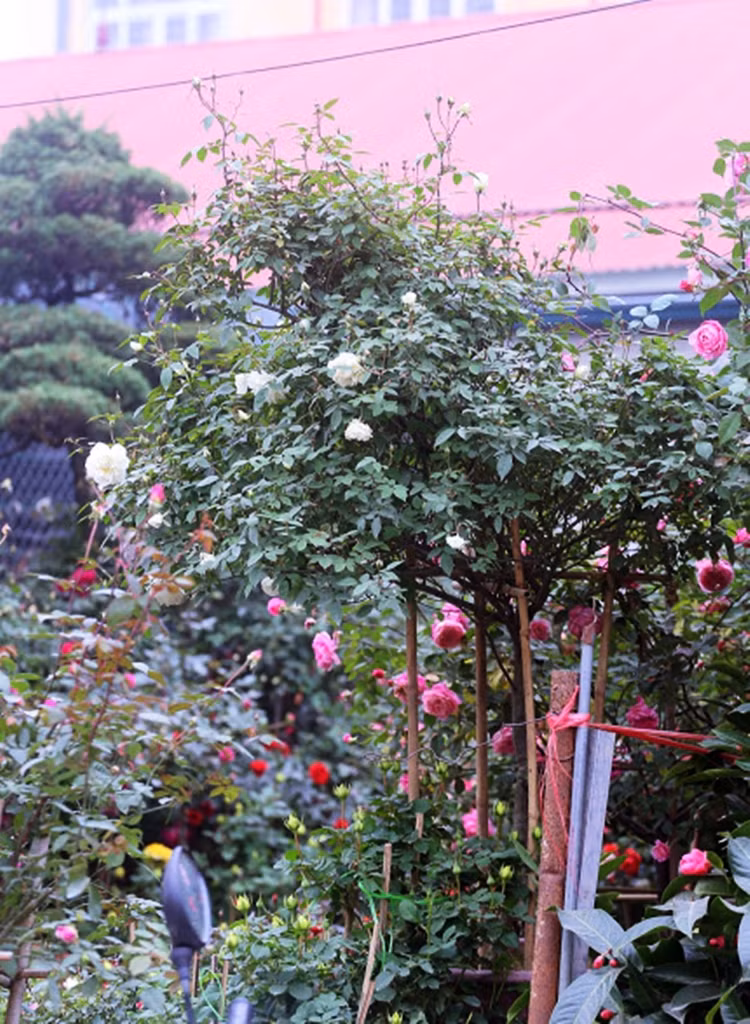 Tại khu chợ này cũng xuất hiện nhiều gốc hồng trắng có tuổi hàng chục năm, chiều cao trên 3m vô cùng cuốn hút.