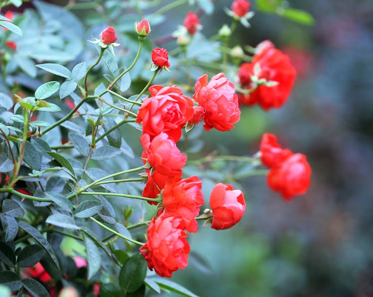 Sắc màu rực rỡ, cuốn hút của loài hoa này khiến những "tín đồ" phải mê mẩn.