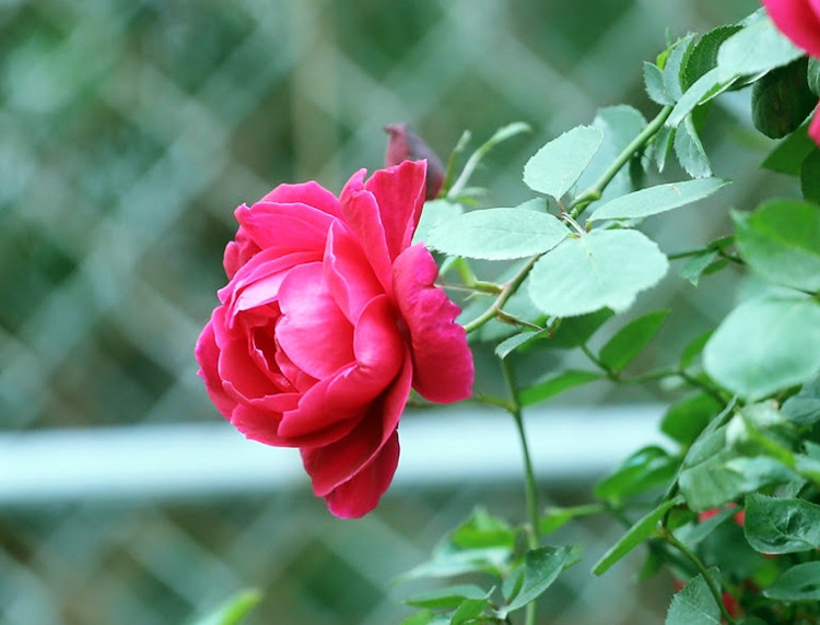 Bông hồng nở rực rỡ giữa lòng Hà Nội những ngày Tết đến xuân về.