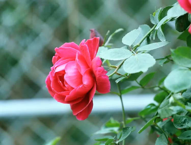 Bông hồng nở rực rỡ giữa lòng Hà Nội những ngày Tết đến xuân về.