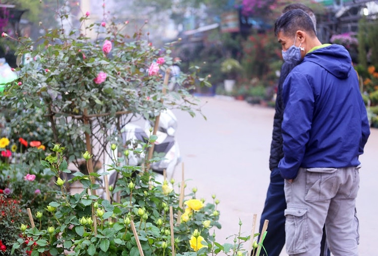 Cánh mày râu cũng khó cưỡng lại vẻ đẹp quyến rũ của loài hoa này.