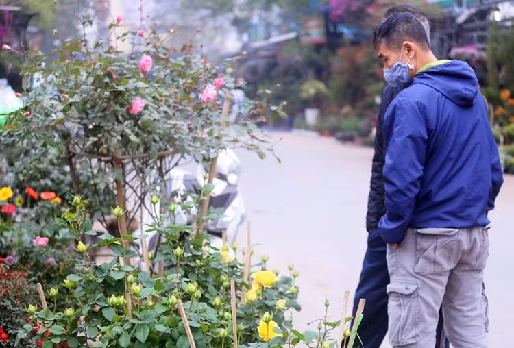 Cánh mày râu cũng khó cưỡng lại vẻ đẹp quyến rũ của loài hoa này.