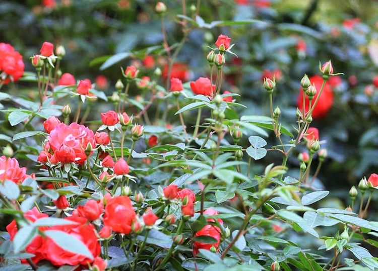 Nhiều nụ hồng khác đang đua nhau nở hoa.