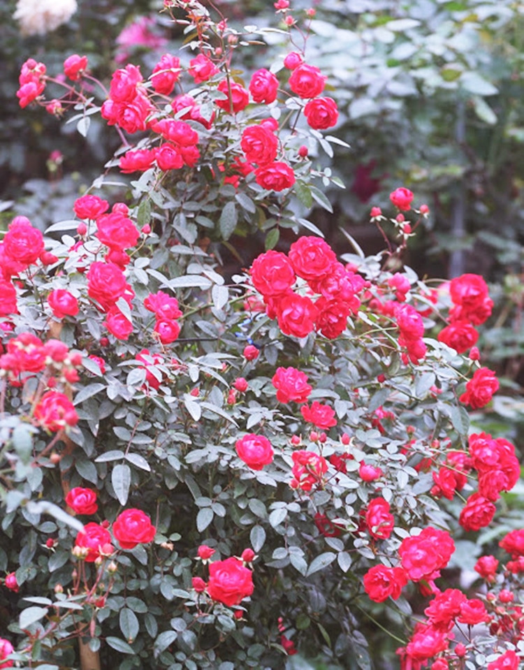 Các gốc hồng được chăm sóc cẩn thận để cho ra hoa đúng thời điểm dịp Tết cổ truyền.