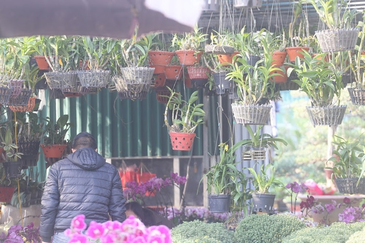 Nhiều chậu hoa lan khác được bày bán ở chợ hoa Vạn Phúc chờ đón khách hàng tậu về chơi Tết.