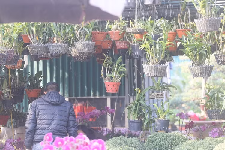 Nhiều chậu hoa lan khác được bày bán ở chợ hoa Vạn Phúc chờ đón khách hàng tậu về chơi Tết.