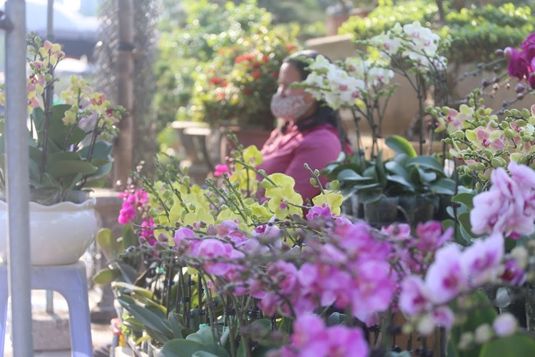 Những giỏ địa lan được nhập khẩu đa dạng màu sắc từ trắng, hồng, tím, vàng cho khách hàng thỏa sức lựa chọn.