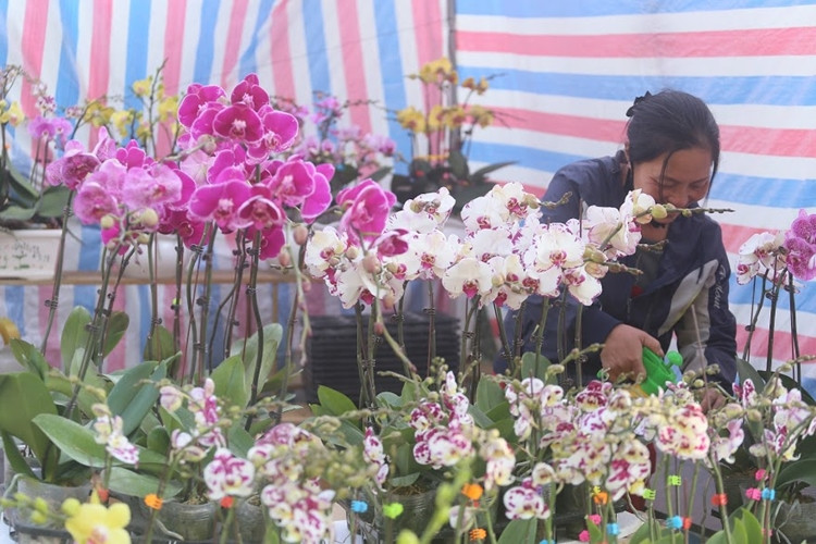 Các giỏ địa lan được bày bán ở chợ hoa Vạn Phúc đã khoe sắc hoa và tỏa hương thơm dịu dàng.