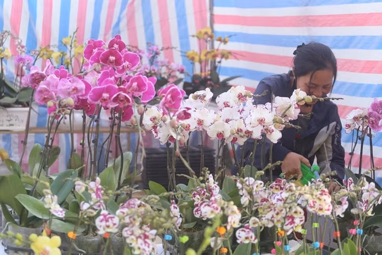 Các giỏ địa lan được bày bán ở chợ hoa Vạn Phúc đã khoe sắc hoa và tỏa hương thơm dịu dàng.