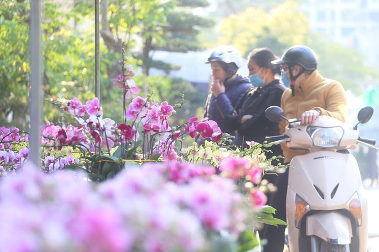 Đối với các bình địa lan ghép từ nhiều giỏ giá thành sẽ cao hơn một chút gần 1 triệu đồng/bình.