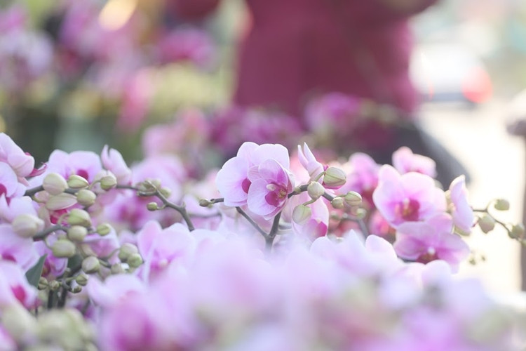 Cánh hoa lan đua nhau khoe sắc.