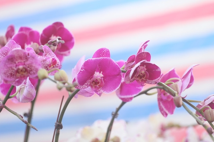 Màu sắc hoa lan thu hút mọi ánh nhìn của khách hàng đến chợ.