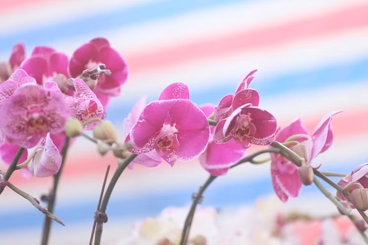 Màu sắc hoa lan thu hút mọi ánh nhìn của khách hàng đến chợ.