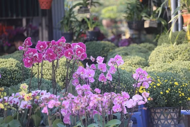 Địa lan siêu đẹp giá 130 nghìn đồng/giỏ chơi Tết hút khách ở Hà Nội Dia lan sieu dep gia 130 nghin dong/gio choi Tet hut khach o Ha Noi