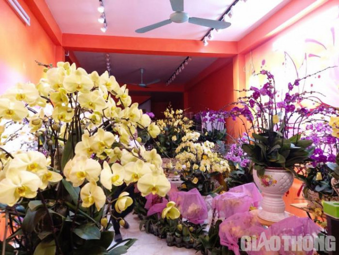 Ghep lan ho diep thue ngay Tet kiem dam chuc trieu de nhu choi-Hinh-2