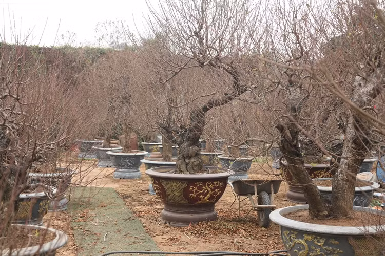 Một chủ vườn khác chia sẻ, những cây đào cổ thụ có thế "Tam Đa" vững chãi luôn có người yêu thích.