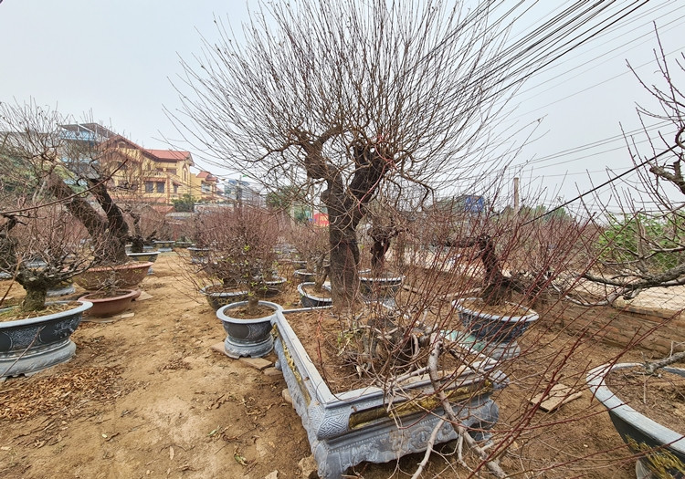 "Gia đình năm nay đưa ra thị trường khoảng 1000 gốc đào. Các gốc đào từ nhỏ đến lớn đều là đào cổ và dự kiến sẽ nở hoa đúng dịp Tết Nguyên đán", chủ vườn Kỳ Anh chia sẻ thêm.