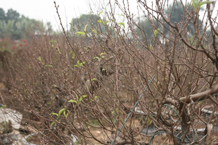 Dù mới chớm ra nụ khi đưa lên chậu, nhưng nhiều cây đào lâu năm tại Nhật Tân đã được khá nhiều khách hàng săn đón dịp Tết.