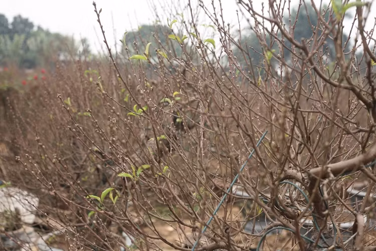 Dù mới chớm ra nụ khi đưa lên chậu, nhưng nhiều cây đào lâu năm tại Nhật Tân đã được khá nhiều khách hàng săn đón dịp Tết.