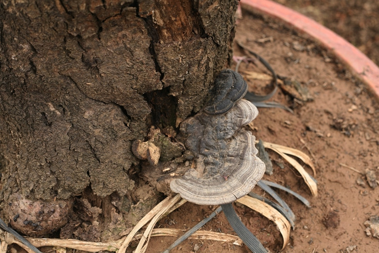 Mỗi gốc đào cổ thụ đều mang hình dáng, kích thước và độ tuổi khác nhau. Đến cận Tết, giá những gốc đào cổ này có khi lên tới cả trăm triệu đồng.