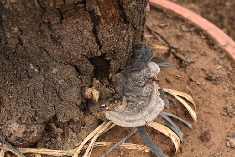 Mỗi gốc đào cổ thụ đều mang hình dáng, kích thước và độ tuổi khác nhau. Đến cận Tết, giá những gốc đào cổ này có khi lên tới cả trăm triệu đồng.