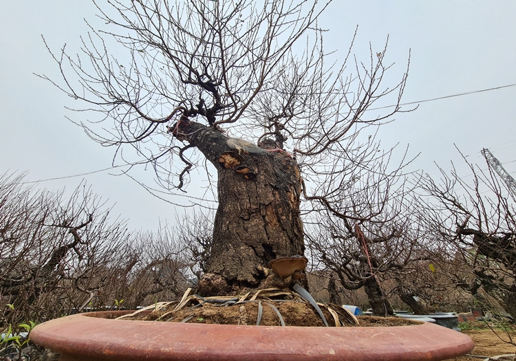 Nhiều gốc đào cổ thụ khá được các đại gia "chịu chơi" yêu thích.