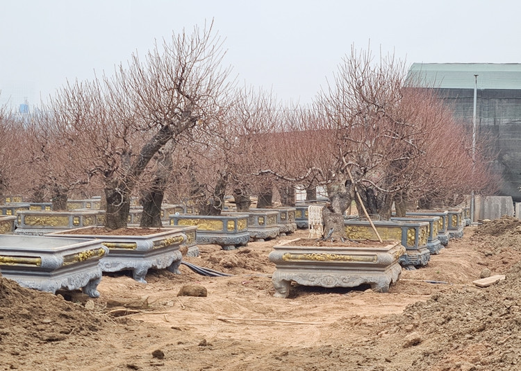 Với những gốc đào cổ thụ lâu năm, hiện đã được nhiều nhà vườn đánh vào chậu để bán và cho thuê vào dịp Tết Nguyên đán Tân Sửu 2021.