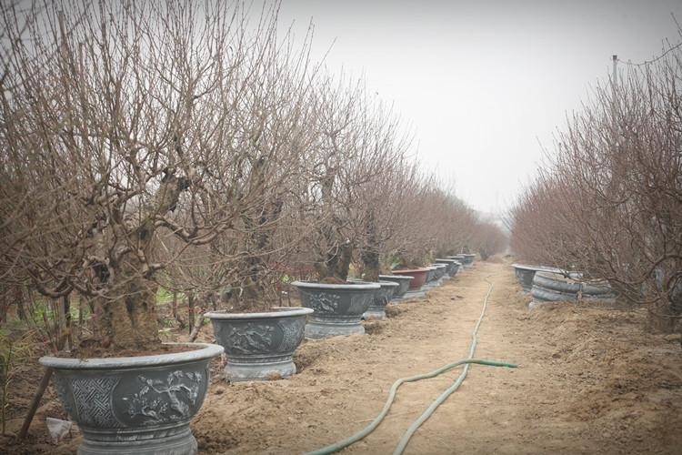 Nhiều gốc đào cổ thụ ở Nhật Tân có tuổi đời khoảng 30-50 năm tuổi.