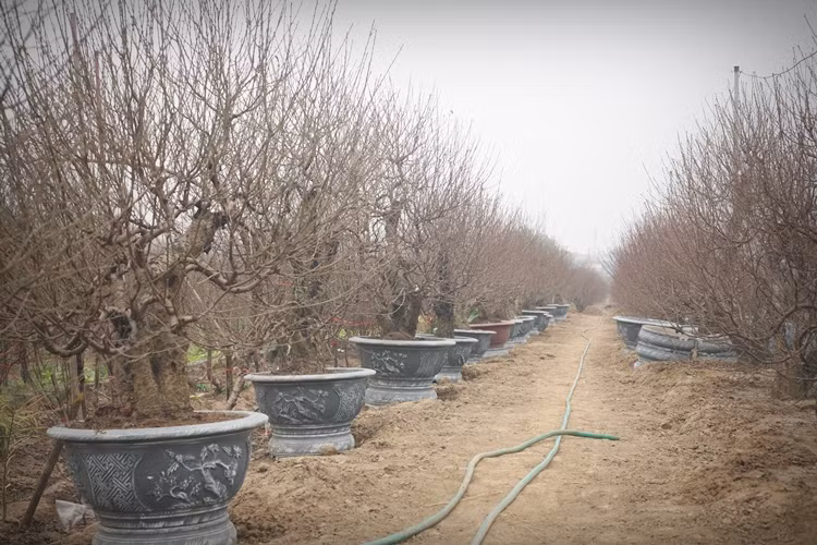 Nhiều gốc đào cổ thụ ở Nhật Tân có tuổi đời khoảng 30-50 năm tuổi.