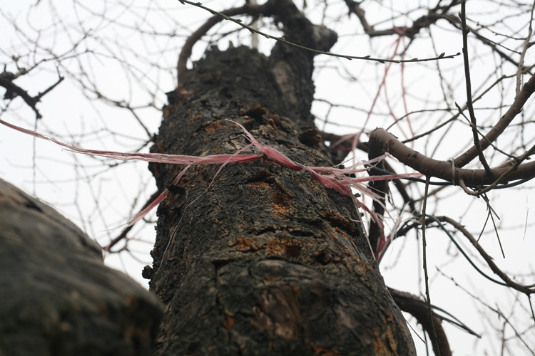 Dù vậy, nhưng những gốc đào cổ thụ lâu năm to, khỏe, chắc tôn thế phía thân, cành đang càng ngày càng hiếm.