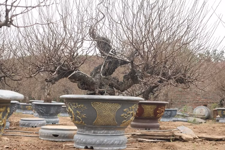 Hơn một tháng nữa mới đến Tết truyền thống, nhưng đã có nhiều lượt khách hàng đến Nhật Tân tham quan và đặt mua đào.