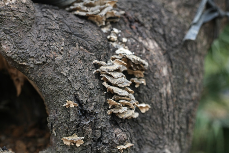 Những gốc đào khủng ở đây đều cổ thụ, thân cây xù xì và rêu mốc. "Nhiều đại gia họ khá thích thú với những gốc đào kiểu này", một nhà vườn chia sẻ.