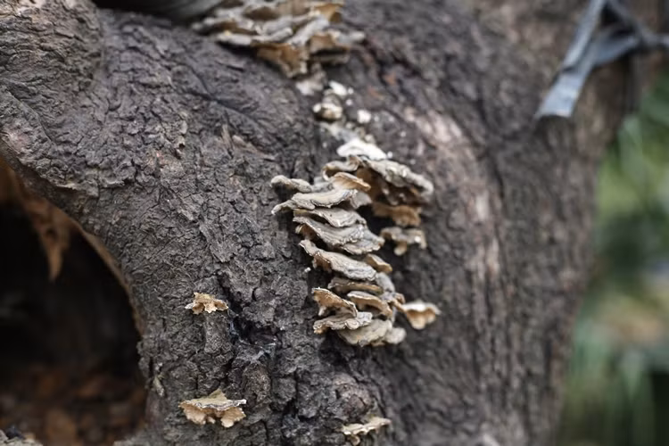 Những gốc đào khủng ở đây đều cổ thụ, thân cây xù xì và rêu mốc. "Nhiều đại gia họ khá thích thú với những gốc đào kiểu này", một nhà vườn chia sẻ.