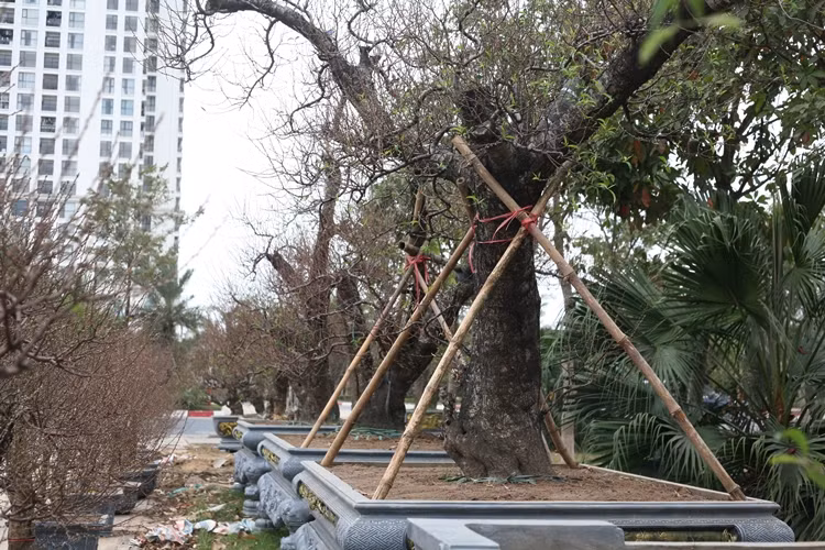 Theo chia sẻ của một nhà vườn, những cây đào khủng đang bày bán ở đây được ghép gốc. Mỗi gốc đào có độ tuổi lên tới hàng chục năm. Để đào có thể phát triển tốt và nở hoa đúng dịp Tết, kỹ thuật chăm sóc phải cẩn thận và tỉ mỉ.