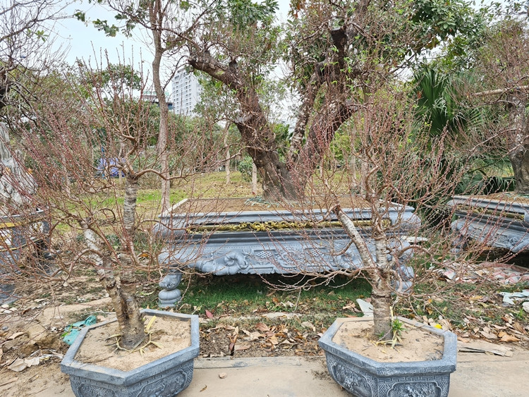 Theo khảo sát, thời điểm hiện tại những cây đào thế khủng này đã có khách thuê để chơi những ngày Tết.