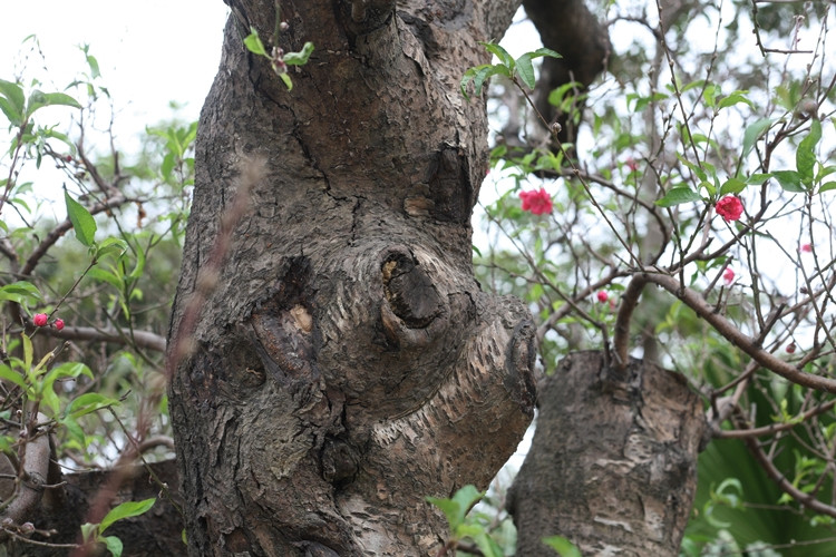 Dù còn hơn 1 tháng nữa mới đến Tết Nguyên đán Tân Sửu, nhưng nhiều cành trên các gốc đào khủng hiện đã bắt đầu nở hoa.