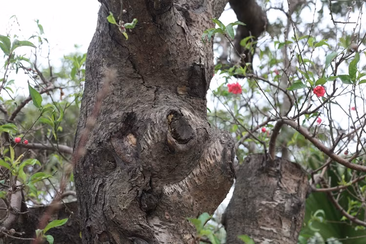Dù còn hơn 1 tháng nữa mới đến Tết Nguyên đán Tân Sửu, nhưng nhiều cành trên các gốc đào khủng hiện đã bắt đầu nở hoa.