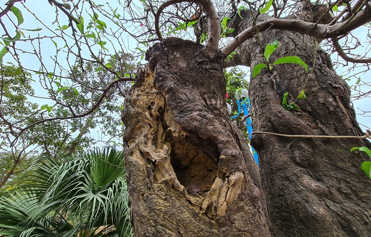 Giá bán và cho thuê những gốc đào khủng ở đây giao động từ 15-70 triệu đồng/gốc. Cũng có cây lên tới cả 100 triệu đồng/gốc.