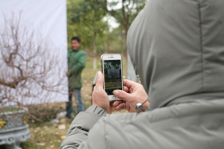 Chủ vườn chụp ảnh đào đăng bán online.