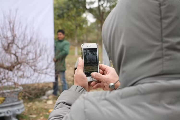 Chủ vườn chụp ảnh đào đăng bán online.