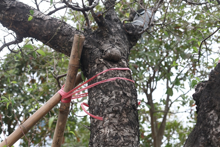 Đào được chủ vườn lên chậu từ tháng 10 Âm lịch. Nhằm tránh đào bị đổ, nhà vườn phải dùng cọc để chống đỡ các cành lớn.