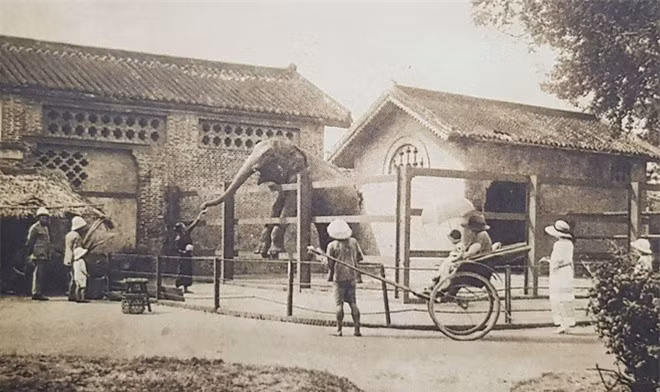 Voi trong Vườn Bách thảo. Vườn Bách thảo vẫn tồn tại đến nay với tên gọi quen thuộc là Thảo Cầm Viên, thuộc địa phận Quận 1.