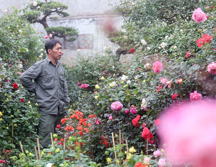 Chợ hoa Vạn Phúc thường họp vào các ngày mùng 5, 10, 15, 20, 25 Âm lịch hàng tháng.