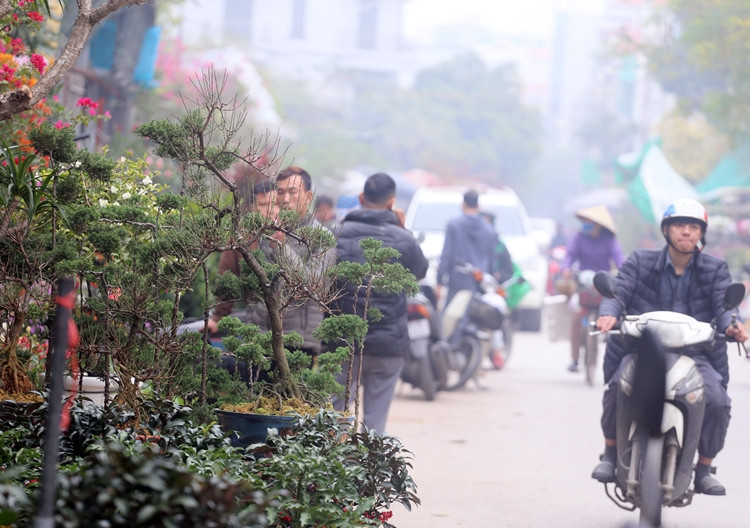 Các loại cây, hoa được bày bán khắp nơi trong chợ ngợp mắt người dân.