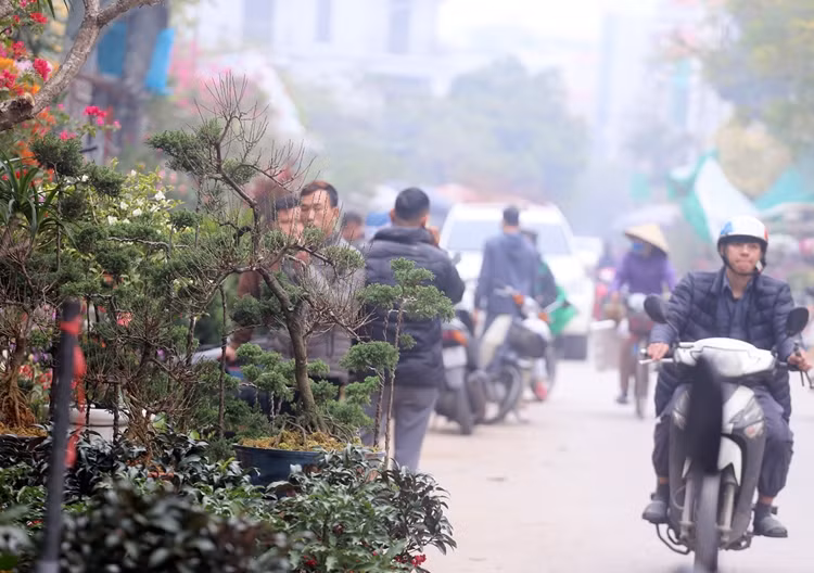 Các loại cây, hoa được bày bán khắp nơi trong chợ ngợp mắt người dân.