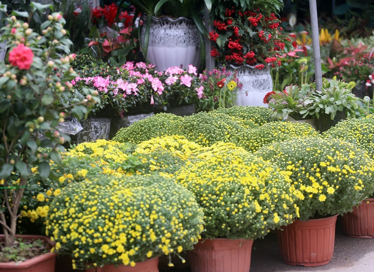 Hoa cúc vàng khoe sắc ở chợ hoa Vạn Phúc.